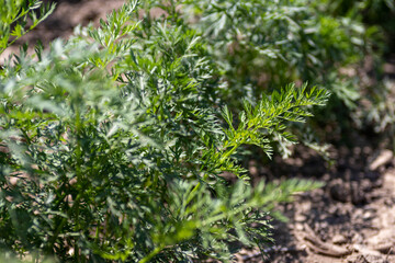 Leafy, green carrot tops growing in a row