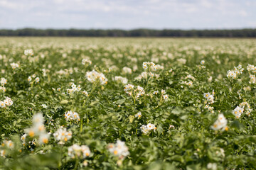 Blooming potato plants in farm field
