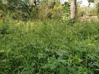 Fototapeta premium Wonderful life in the Sacred Valley of the Incas in Perú. Come to visit this view