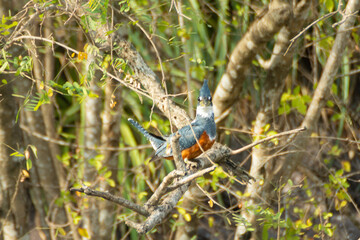 Mart&iacute;n Pescador de Collar