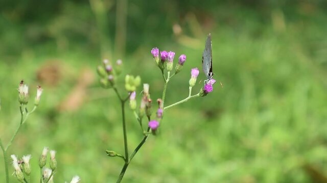 Close up of a shaking branch full with tiny purple flowers,a small butterfly feeding from flower to flowers