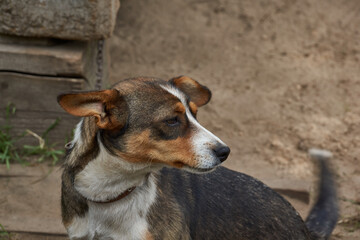 The dog is resting in the yard and posing for the photographer.