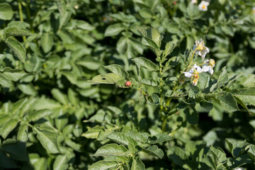 Potato bugs on leaves of potato plant in farm field