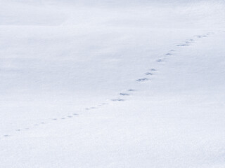 雪原