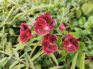 Wonderful life in the Sacred Valley of the Incas in Perú. Come to visit this view