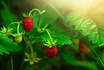 Red strawberries on a green bush. The sun's rays of the sun.