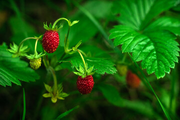 Red strawberries on a green bush.