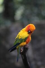 Colorful sun conure bird on a tree branch, soft background