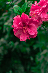 Obraz premium flor rosada en medio de la naturaleza