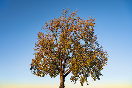 USA, Arkansas, Little Rock, Autumn tree with blue sky