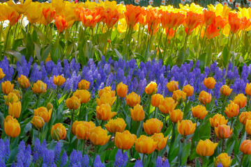 USA, Washington State, Skagit, Western Washington springtime blooming tulips, grape hyacinth