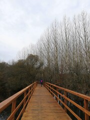 young man walking on a wooden bridge in nature, with trees. It transmits a lot of calm and peace.