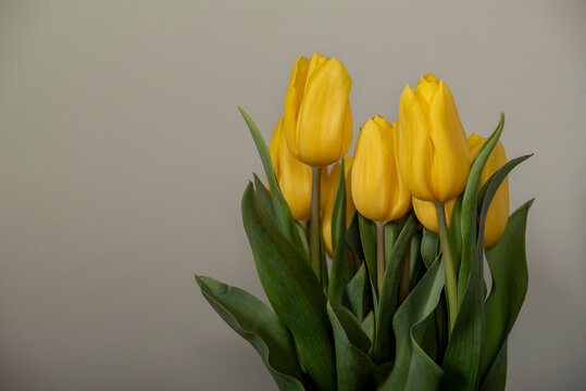 Cheerful yellow tulips against a white background with copy space on left side of the image