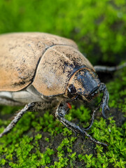 Close up of brown beetle head, tropical animal