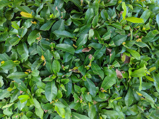 Obraz premium Green leaves texture background, top view shot