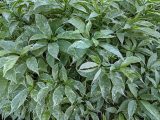 Graptophyllum alba plant, tropical shrub, white green leaves
