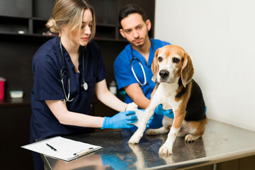 Professional vet putting a bandage on a sick pet dog