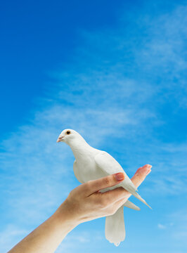 Hand holding dove