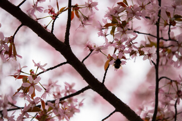 Pink cherry blossoms and a bee