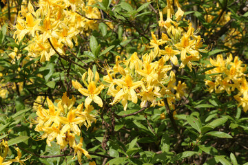 Yellow Rhododendron flowers