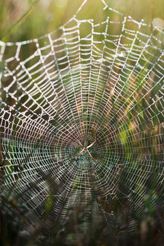 USA, South Dakota, Spider in web in Badlands National Park
