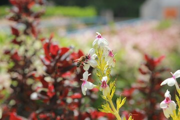 Colorful flowers with a bumblebee hovering and sipping nectar