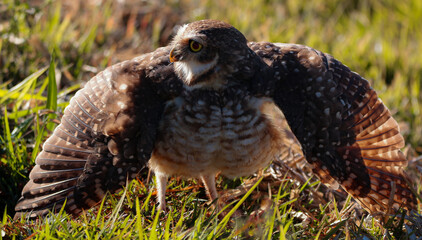 owl in a field