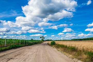 widok drogi polnej, błękitne niebo, owies i kukurydza