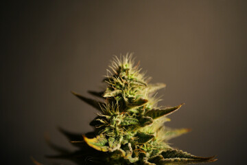 Cannabis flower branch on black background. Marijuana plant with buds