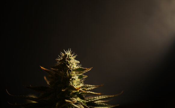 Cannabis Flower Branch On Black Background. Marijuana Plant With Buds. God Raised