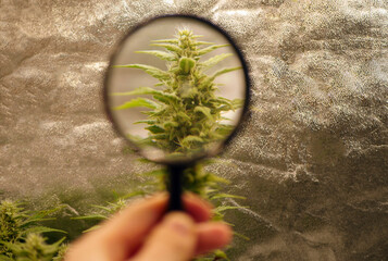 Macro cannabis buds. Magnifier glass. Medical marijuana cultivation 