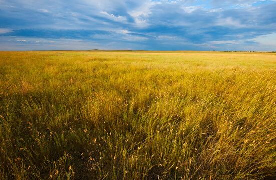 Yellow prairie grass