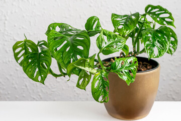 Monstera Monkey Mask in brown pot on the wall background. Tropical monstera Monkey Mask potted...