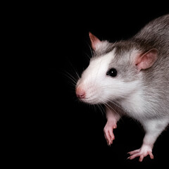 Gray rat portrait isolated on black background. Rodent pet. Domesticated rat close up. The rat with long tail is looking at the camera. Zoo store banner