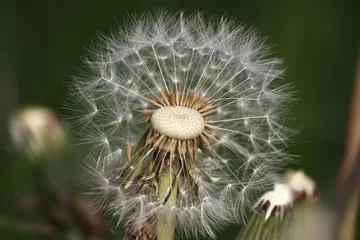 Foto op Plexiglas dandelion seeds on green © Danika Jentsch