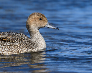 Female Northern Pintail Swimming in River, Closeup Portrait  
