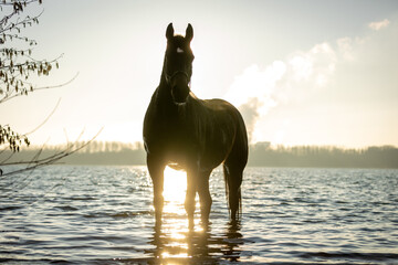 Pferd im Frühling im See
