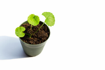 Gotu kola, Asiatic pennywort or Indian pennywort on white