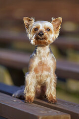 Adorable Yorkshire Terrier dog with a puppy haircut posing outdoors sitting on a brown wooden bench
