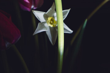 Close-up of blooming flowerbed of Narcissus (Daffodil) flower with stem at night in spring. Dark moody photo composition with selective focus