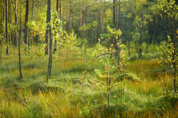 Beautiful mixed pine and deciduous forest, Lithuania