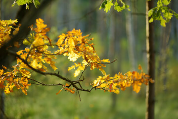 Beautiful golden oak leaves on a tree branch on autumn day