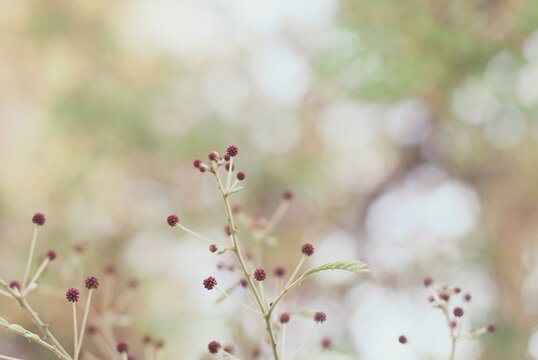Spring time aesthetic nature in early morning misty sky background.  Soft and blurred spring nature background in light pastel tone.