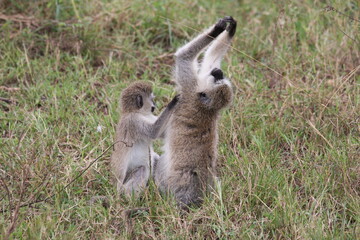 meerkat on the ground