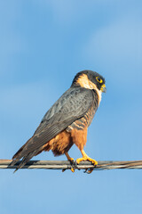 halcon