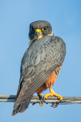 halcon