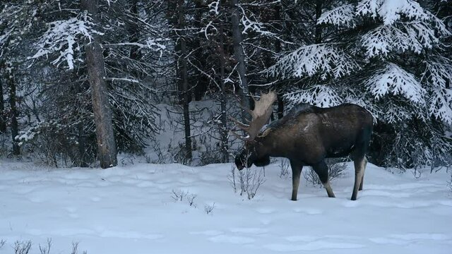 Majestic moose bull (Alces alces) standing in snow in a winter forest in Jasper National Park, Alberta, Canada