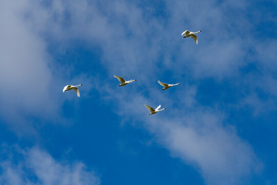 Flock of Trumpeter Swans (Cygnus buccinator) flying against blue sky