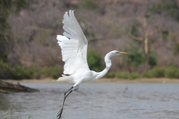 great white heron