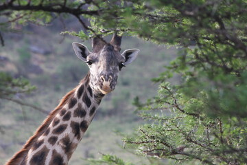 Giraffe in the wilderness